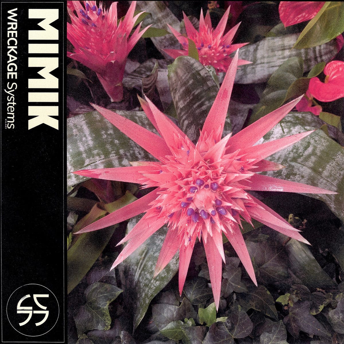 the cover for 65daysofstatic's MIMIK ep - a close up of a bright pink, spiky flower.